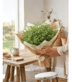LIMONIUM PRESERVADO